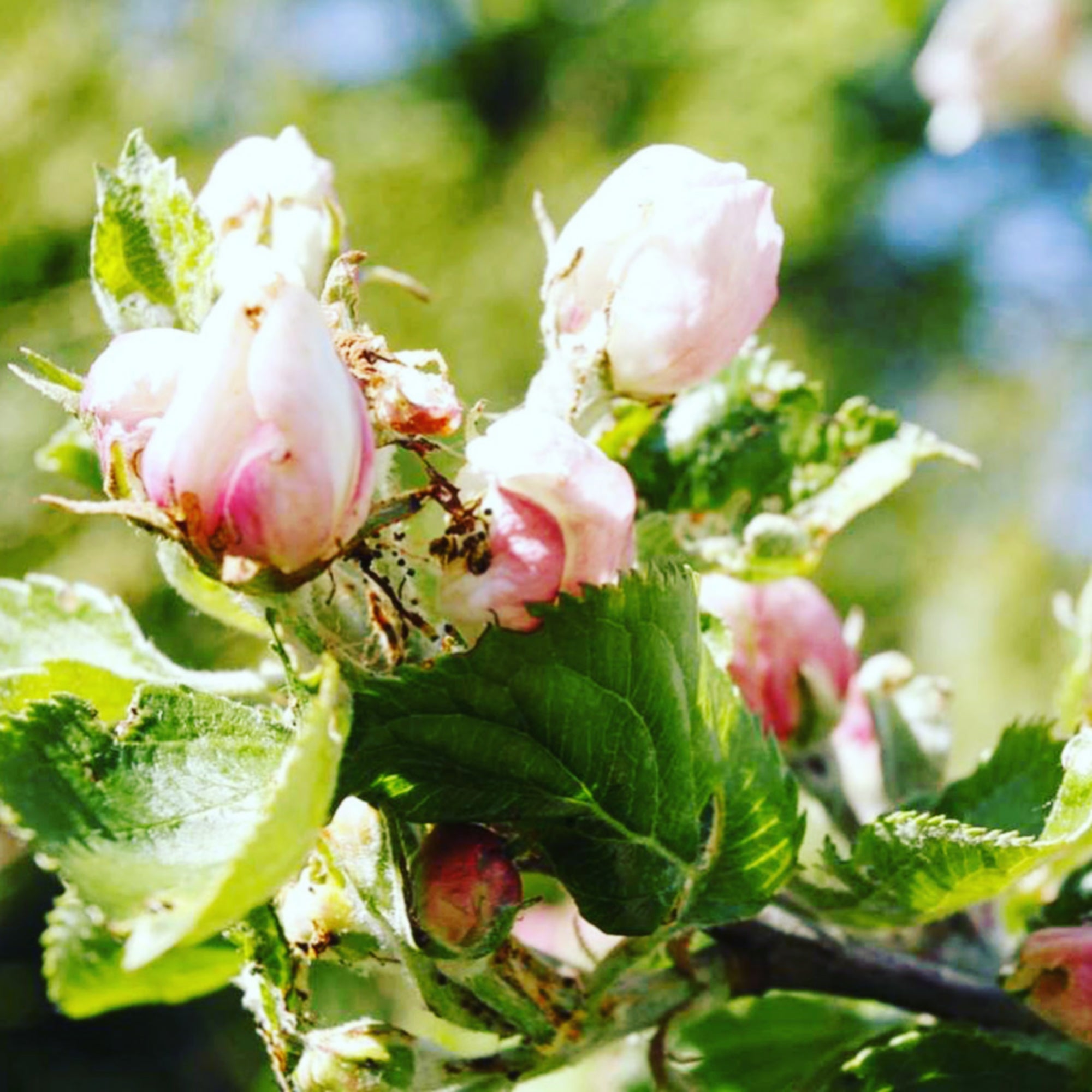 Crème Nettoyante & Démaquillante Pluri-Actifs à la Pomme – POMONE Paris