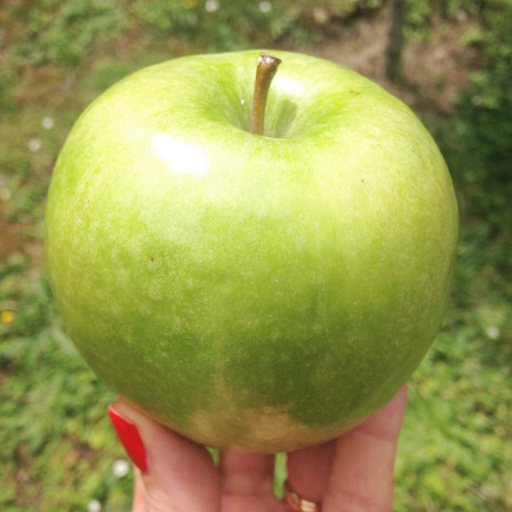 Crème Nettoyante & Démaquillante Pluri-Actifs à la Pomme – POMONE Paris